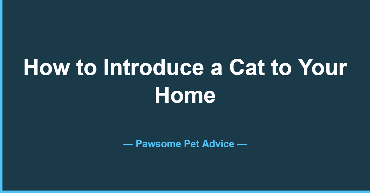 How to introduce a new cat to your home - step-by-step guide