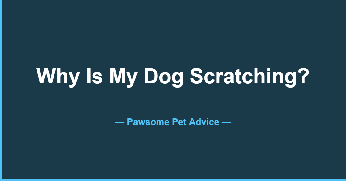 Why is my dog scratching so much - causes and vet-reviewed solutions